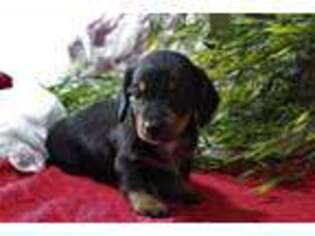 Dachshund Puppy for sale in Osage, IA, USA
