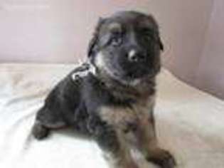 German Shepherd Dog Puppy for sale in Three Rivers, MI, USA