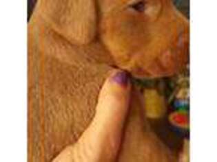 Doberman Pinscher Puppy for sale in Austin, TX, USA