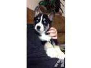 Siberian Husky Puppy for sale in PORTLAND, OR, USA