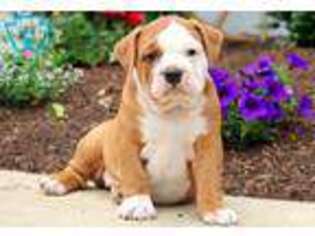 Olde English Bulldogge Puppy for sale in Bird In Hand, PA, USA