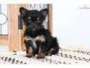 Chorkie Puppy for sale in Fort Myers, FL, USA