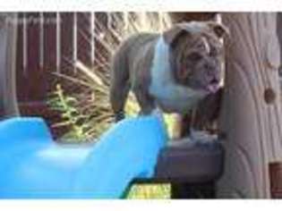 Bulldog Puppy for sale in Murrieta, CA, USA