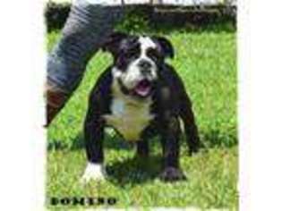 Olde English Bulldogge Puppy for sale in Macomb, OK, USA