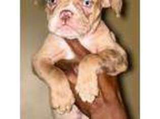 Alapaha Blue Blood Bulldog Puppy for sale in Indianapolis, IN, USA