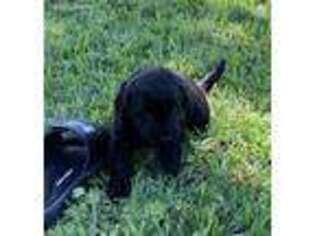 Labradoodle Puppy for sale in Hutto, TX, USA