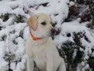 Labrador Retriever Puppy for sale in Boonsboro, MD, USA