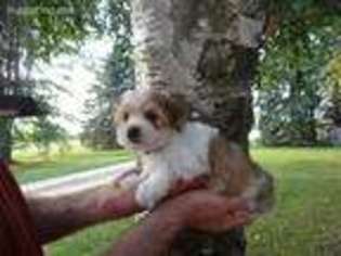 Mutt Puppy for sale in Decker, MI, USA