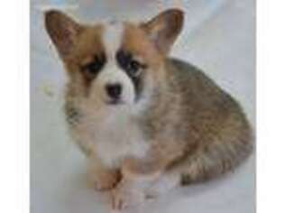 Pembroke Welsh Corgi Puppy for sale in Calhan, CO, USA
