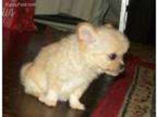 Chihuahua Puppy for sale in Steubenville, OH, USA