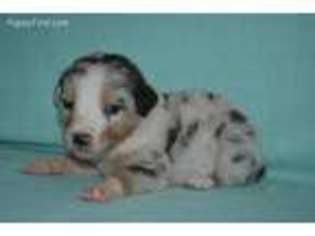 Australian Shepherd Puppy for sale in Pawnee, OK, USA