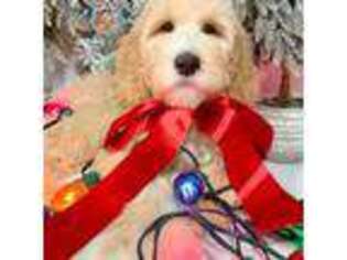 Goldendoodle Puppy for sale in Southwest Ranches, FL, USA