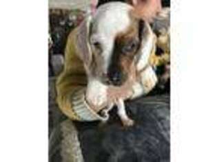 Dachshund Puppy for sale in Suisun City, CA, USA