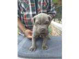 Cane Corso Puppy for sale in New Baltimore, MI, USA