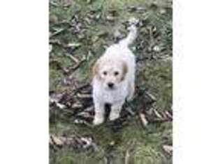 Goldendoodle Puppy for sale in Perkasie, PA, USA