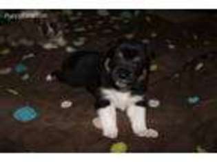 Shiba Inu Puppy for sale in Everett, WA, USA