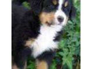 Bernese Mountain Dog Puppy for sale in Pell City, AL, USA