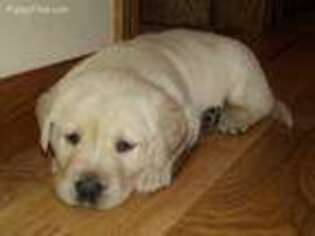 Labrador Retriever Puppy for sale in Antioch, IL, USA
