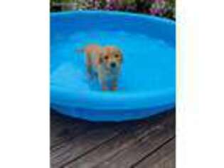 Golden Retriever Puppy for sale in Findlay, OH, USA
