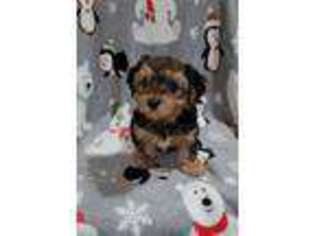 Yorkshire Terrier Puppy for sale in Camden, NJ, USA