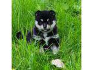 Alaskan Klee Kai Puppy for sale in Oak Park, MI, USA