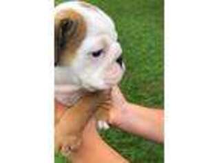 Bulldog Puppy for sale in Center Valley, PA, USA