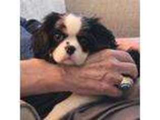 Cavalier King Charles Spaniel Puppy for sale in Saint Paul, MN, USA