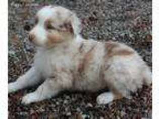 Australian Shepherd Puppy for sale in Moss, TN, USA
