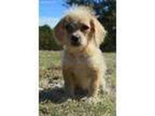 Goldendoodle Puppy for sale in Milburn, OK, USA