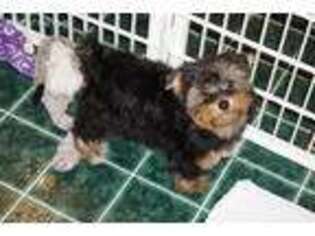 Yorkshire Terrier Puppy for sale in Pelham, GA, USA