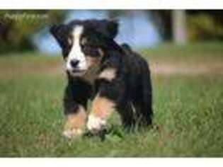 Bernese Mountain Dog Puppy for sale in Muskegon, MI, USA