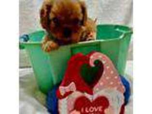 Cavalier King Charles Spaniel Puppy for sale in Albany, OR, USA