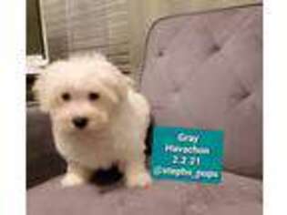 Havanese Puppy for sale in Katy, TX, USA