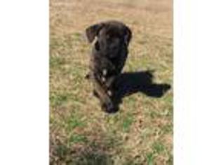 Cane Corso Puppy for sale in Orrum, NC, USA