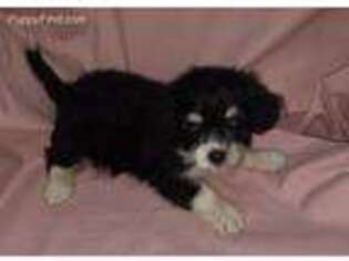Havanese Puppy for sale in Stockton, MO, USA