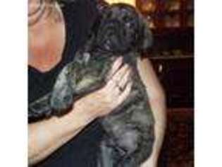Mastiff Puppy for sale in Wakeman, OH, USA