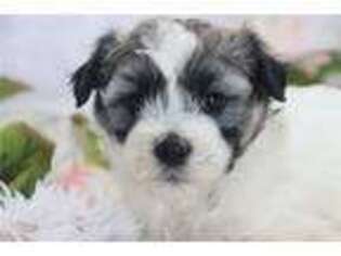 Coton de Tulear Puppy for sale in Kirksville, MO, USA