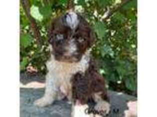 Portuguese Water Dog Puppy for sale in Lancaster, PA, USA