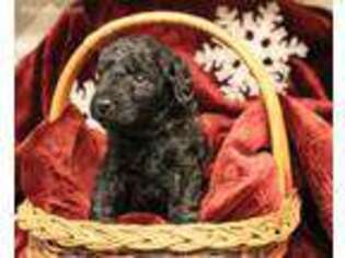 Goldendoodle Puppy for sale in Mamaroneck, NY, USA