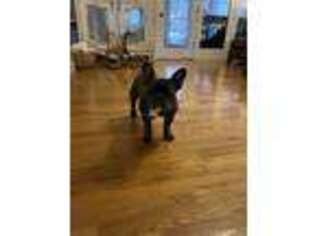 French Bulldog Puppy for sale in Madison, GA, USA