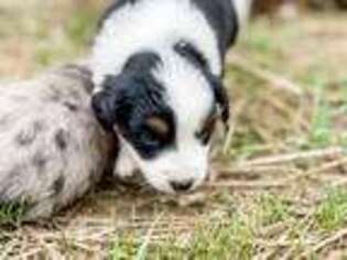 Miniature Australian Shepherd Puppy for sale in Lillington, NC, USA