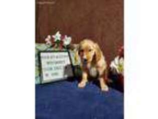 Golden Retriever Puppy for sale in Platteville, WI, USA