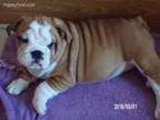 Bulldog Puppy for sale in Williamstown, MO, USA