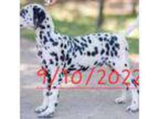 Dalmatian Puppy for sale in Goddard, KS, USA