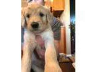 Goldendoodle Puppy for sale in Independence, KS, USA