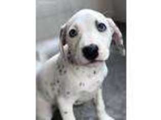 Dalmatian Puppy for sale in Burbank, CA, USA