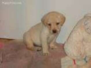 Labrador Retriever Puppy for sale in Lakeland, FL, USA