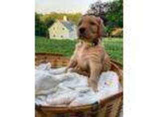 Labradoodle Puppy for sale in Hamden, CT, USA