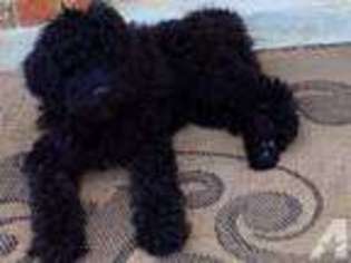 Labradoodle Puppy for sale in BURLESON, TX, USA