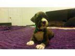 Boxer Puppy for sale in Milton Freewater, OR, USA